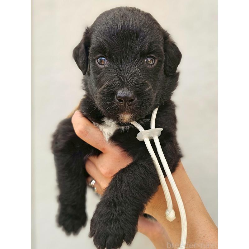 販売中の長野県のミックス犬-395404